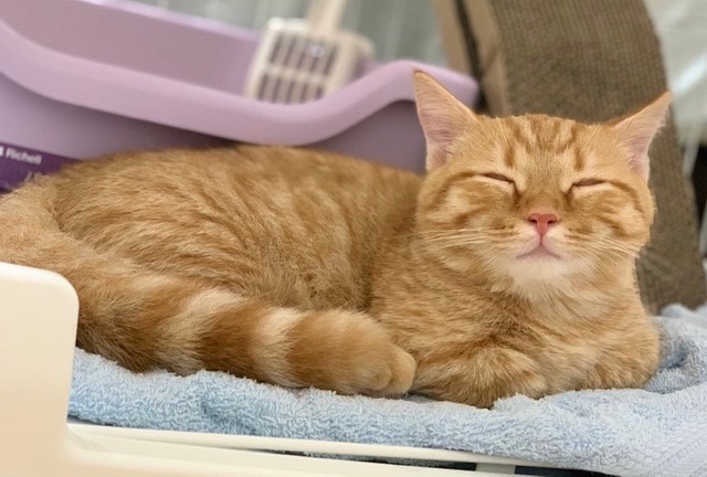 猫パンチくり出すも 攻撃力２ その理由に23万人が 癒しに癒された 笑 精神的な攻撃力 まいどなニュース