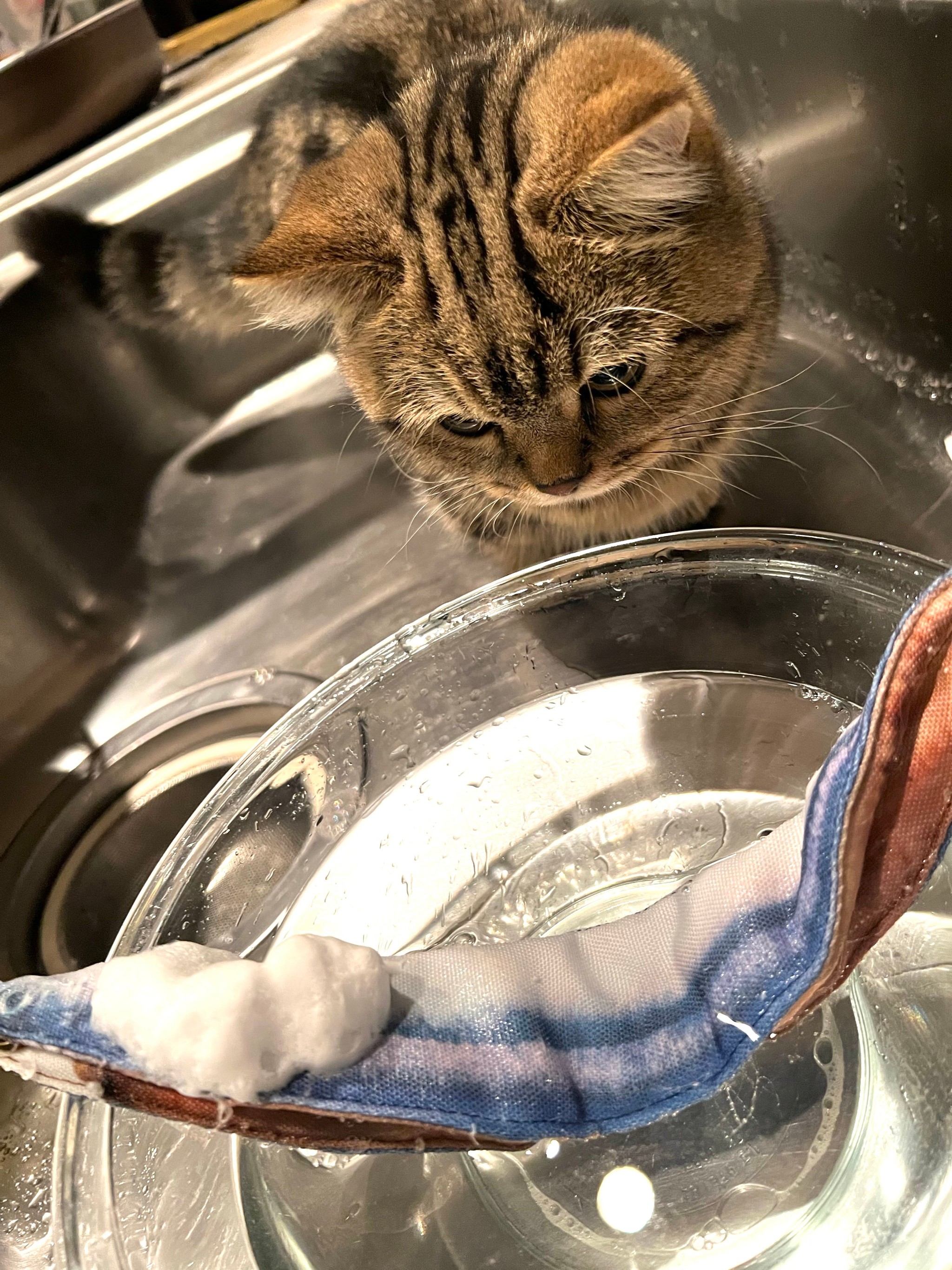 水を飲もうと必死な子猫の 滝行 飲みたいのになんで 喉じゃなく頭が潤ってしまう まいどなニュース