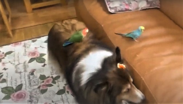 ネコバスならぬイヌバス 2羽のインコを乗せて歩く犬さんに癒される人続出 優しい世界 ほのぼの まいどなニュース