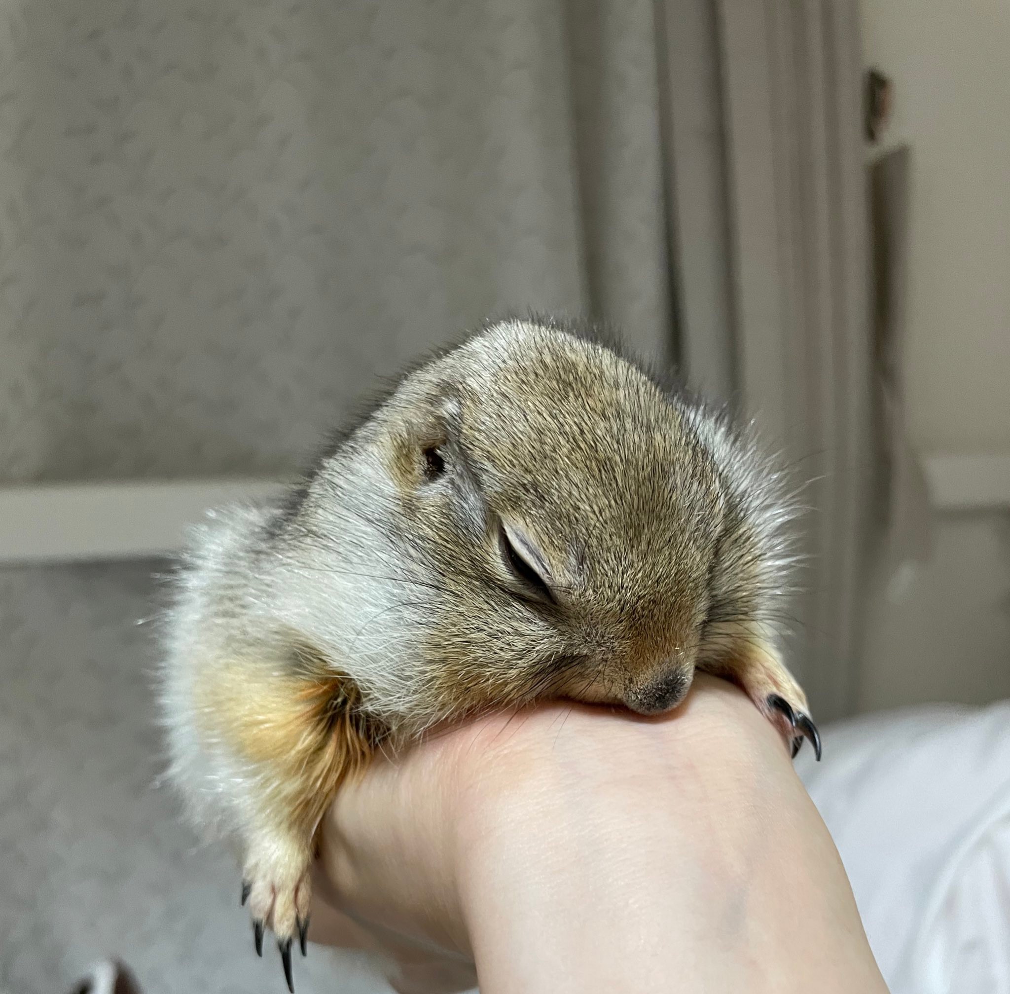 新種の 特大キウイ と思いきや おいしそうな 正体 にツイ民悶絶 かわいすぎて食べられない まいどなニュース