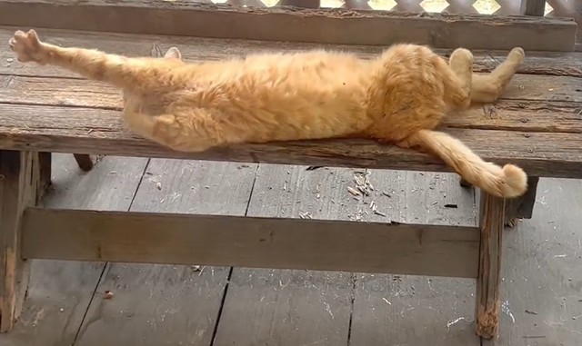 見事な着地 ブラボー 昼寝中にベンチから落下するも 華麗な着地を決めた猫に 10点 10点 10点 満点にゃ まいどなニュース 見事な着地 ブラボー 昼寝中にベンチから落下するも 華麗な着地を決めた猫に 10点 10点 10点 満点にゃ まいどなニュース