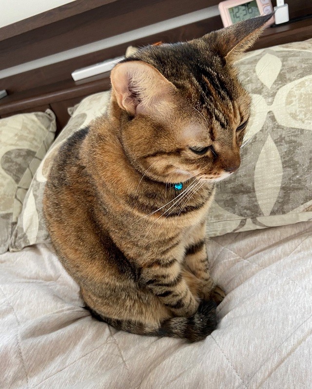 しめしめだニャン ニヤリと不敵な笑みを浮かべる猫ちゃんが話題 何か企んでるんじゃないの まいどなニュース