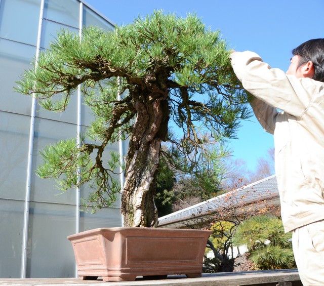 平成最後的上野盆栽展罕見展出皇居樹齡180年黑松 朝日新聞中文網