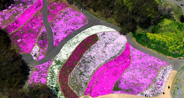 交織而成的春之道來群馬 東武珍寶園賞芝櫻 影片 朝日新聞中文網