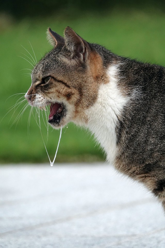 猫は野生動物じゃない 元戦場カメラマンが撮影し続ける 放置された猫たち の現実 まいどなニュース