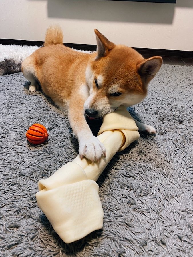 野獣用みたいなやつが届いた 注文した犬のおやつが予想外で爆笑 きっと恐竜の骨 食いしん坊な犬の夢の光景 まいどなニュース