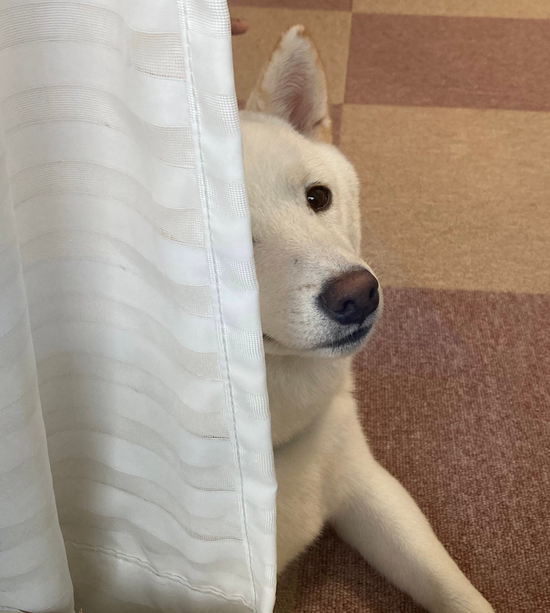 急に振り返ってウインクされたら 惚れてまうやろー たまらんですよ 柴犬さんのお顔にメロメロ まいどなニュース