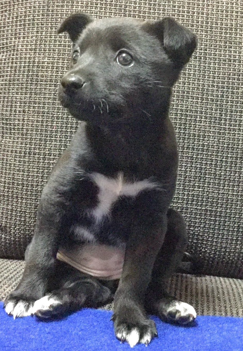 まるでツキノワグマ 個性的な模様のワンちゃんが話題に まいどなニュース まるでツキノワグマ 個性的な模様のワンちゃんが話題に まいどなニュース
