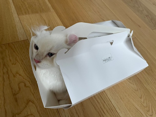 小さなケーキ箱に無理やり入る子猫さん 満足気なお顔が話題 