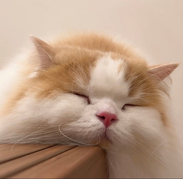 お風呂絶対一緒に入りたい 猫がドアを顔でこじ開ける必死の形相に爆笑 むぎゅー ってなってる シワシワピカチュウ まいどなニュース