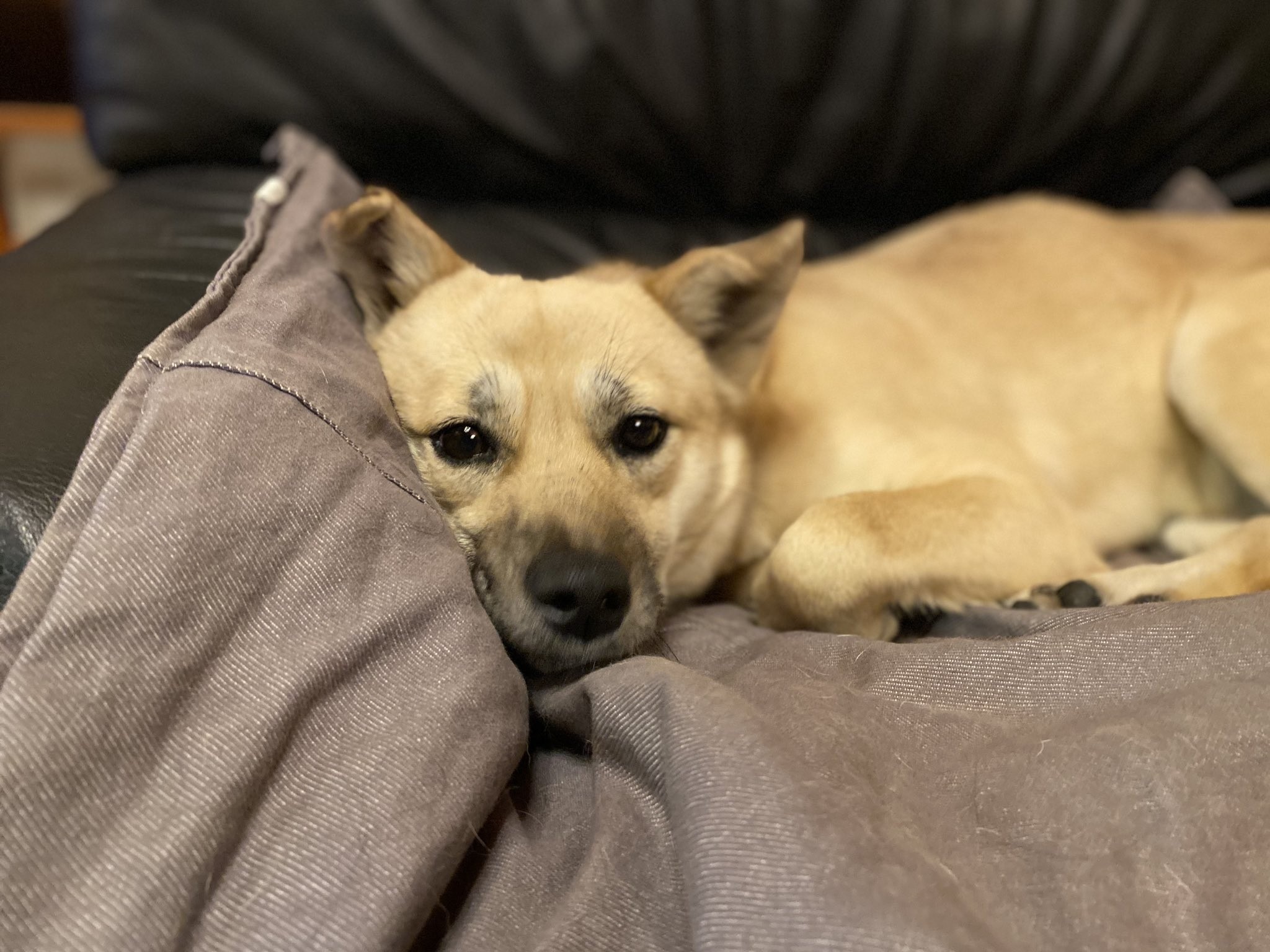 ブリーダーから 卒業 してわずか3カ月 肺がんで死んだ繁殖引退犬 死に直面した里親の思いを聞いた まいどなニュース