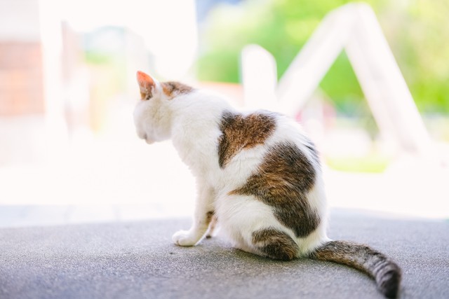 キャンパスのアイドルは おばあちゃん猫 体にハートマークが2つあるココロちゃん 学生らに愛され続け18歳 まいどなニュース