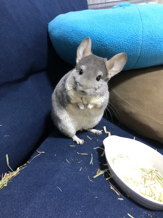 可愛いけれど大変なことがたくさんあることも知ってね（提供：チンチラのムーさん）