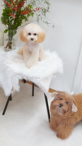 トリミング後の撮影に写り込んでくる どう見てもチューバッカ な看板犬が話題 実は亡き妹が導いてくれた犬だった まいどなニュース