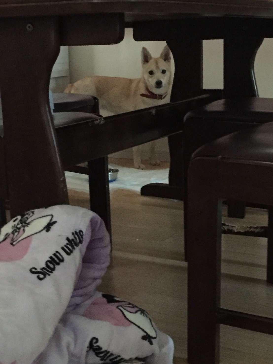 多頭飼育崩壊の現場からレスキューされた犬 譲渡から2年でようやく自ら歩いて玄関の外へ まいどなニュース