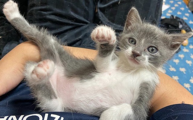 先住猫の顔がやばい 子猫の登場にブチギレる猫さんが 殺し屋の顔 に ところが2週間後には まいどなニュース