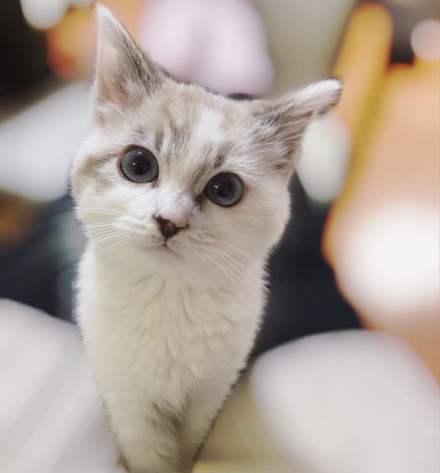 愛猫を失った父親の悲しみを埋めた子猫 白くてもちもち お風呂に入るのが日課 まいどなニュース