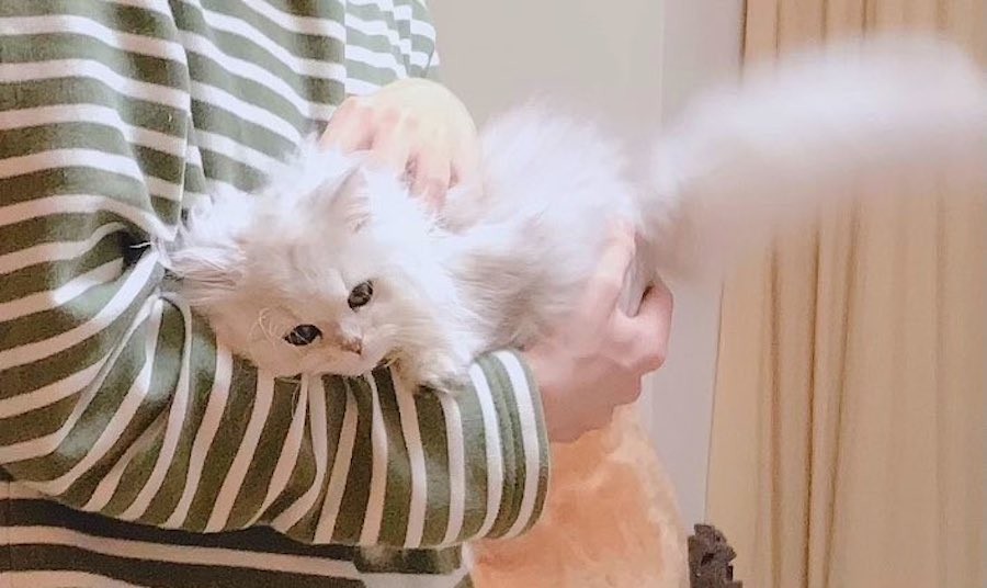 この状態でドア開けて部屋に入ってきたんだけど という猫さんに さらし首 シロネコヤマト とネット爆笑 まいどなニュース