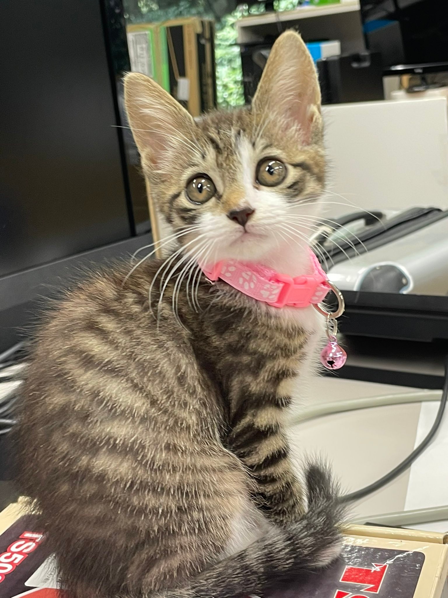 お客様 困ります あー まさかの場所で暴れる子猫 可愛い 妨害 にそれでもメロメロ まいどなニュース