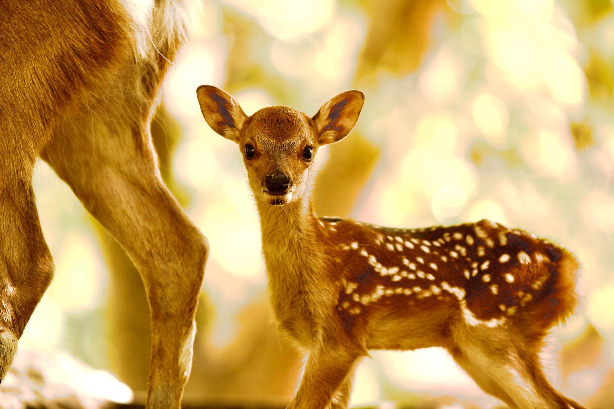 鹿ってこんな表情するんだ 奈良公園は 世界に誇れる不思議な空間 通い詰めたアマ写真家 初の個展 まいどなニュース