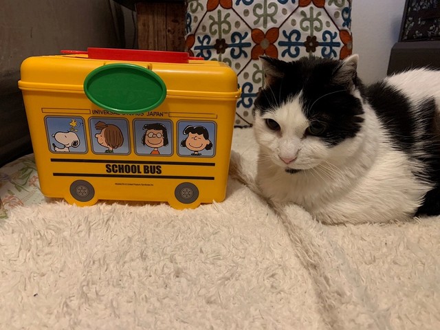 ゴミ捨て場に遺棄されていた 生後まもない赤ちゃん猫 小4男の子に救われ九死に一生 ワンコ2匹も育児協力 まいどなニュース