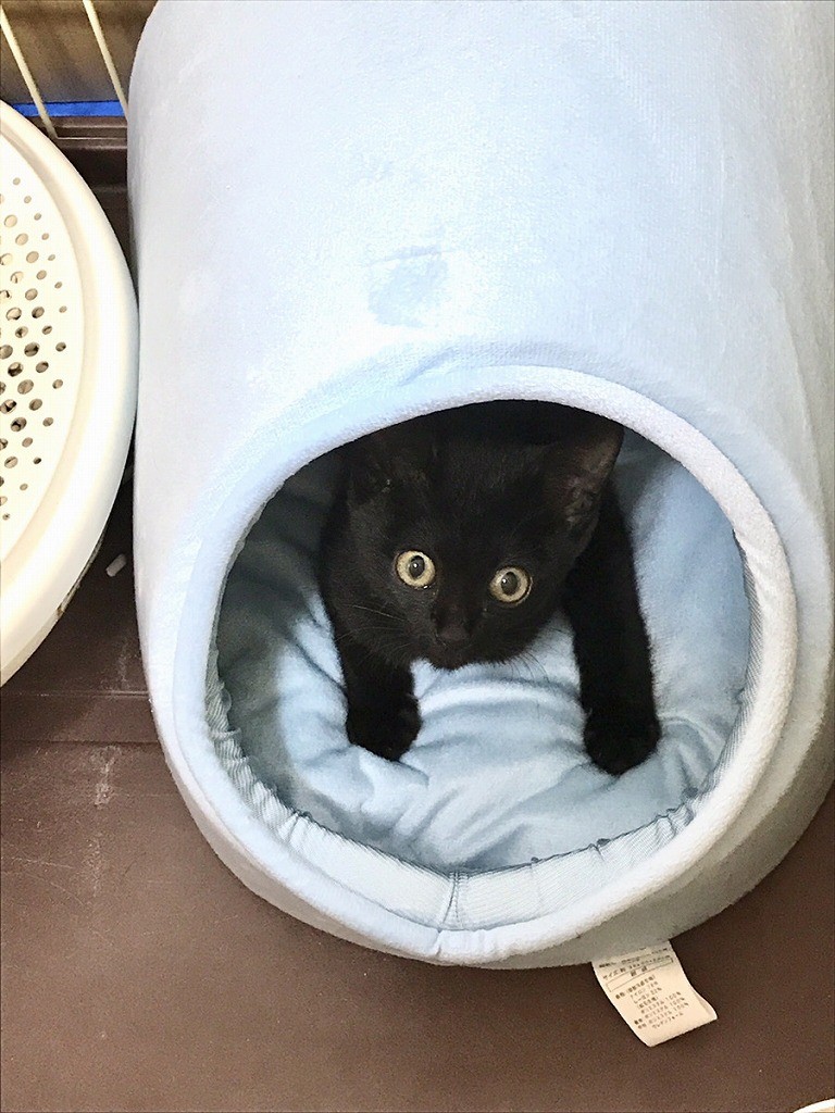 手術をあきらめた子猫 余命わずか覚悟も獣医師が 化け猫 と驚いた奇跡の回復 今は2度目を期待 まいどなニュース