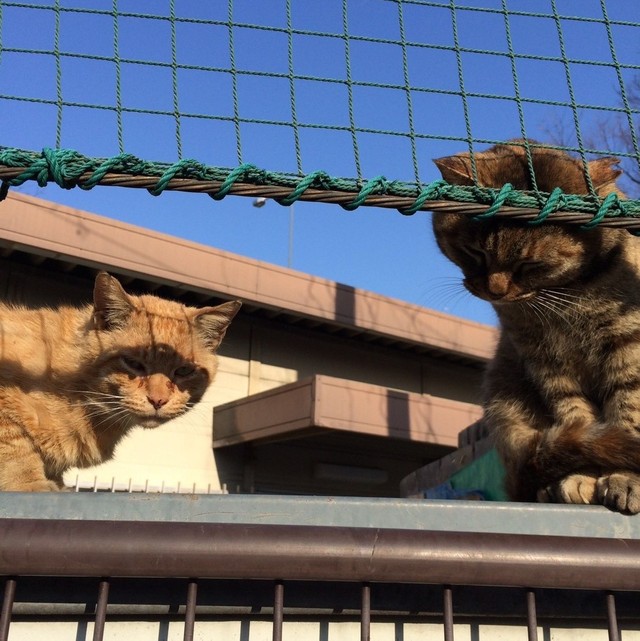 やせ細った 地域のアイドル猫 を保護してみると 重い病気でしかも 面食い だった 幸せになれるかニャ まいどなニュース