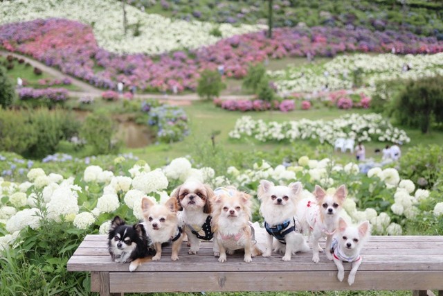 ワンちゃんの集合写真がみんなカメラ目線 9匹の犬と生活を楽しむカメラ講師 そのスゴ技のコツは まいどなニュース