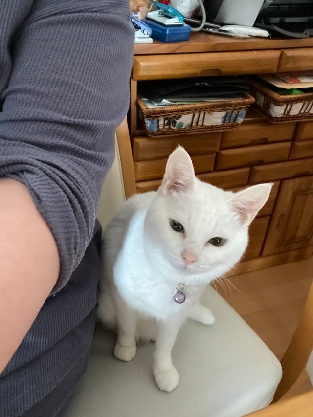 手に持つ目薬を見た猫さんの反応に悶絶 お目めしょぼしょぼ パブロフの猫 おやつ欲しいのに まいどなニュース