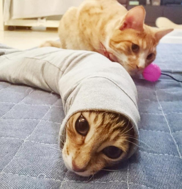 押し入れで産まれた子猫 寂しい猫の良き相棒に 飼い主さんにも おはよう おかえり を欠かさない まいどなニュース