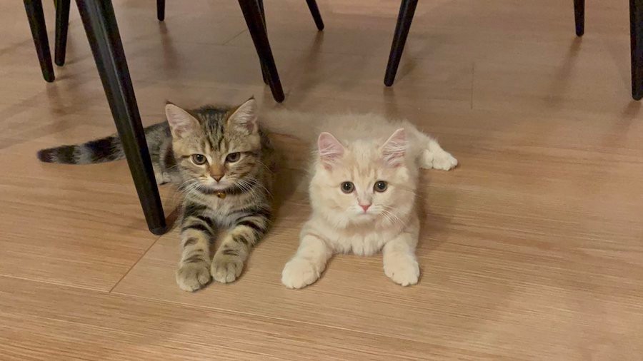 だ 誰にゃーっ 子猫が飼い主を全力威嚇 なぜ 小さい虎みたい 飼い主のビフォーアフターが見たい 24万人が爆笑 まいどなニュース だ 誰にゃーっ 子猫が飼い主を全力威嚇 なぜ 小さい虎みたい 飼い主のビフォーアフターが見たい 24万人が爆笑 まいどなニュース