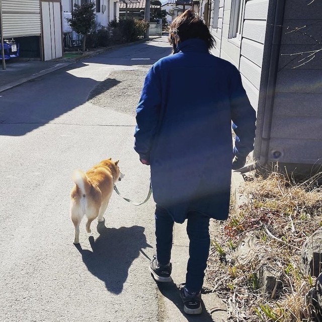 犬は 優しさのかたまり 高齢の母に合わせてゆっくり歩く柴犬が話題 普段とは別犬 涙がとまらない だから大好き まいどなニュース