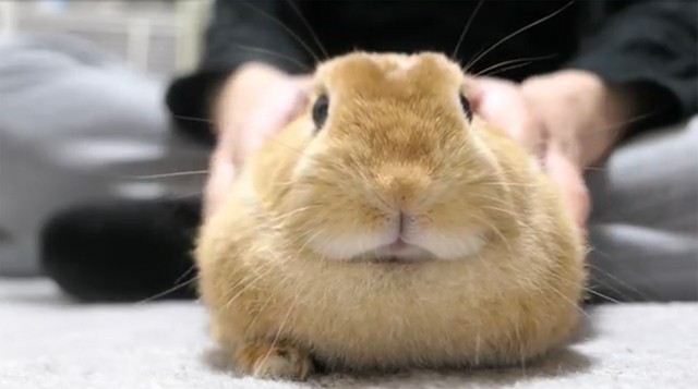 もふもふウサギのお腹をプリンプリン ２８万回再生動画に エンドレスで見れる 私もやりたーい まいどなニュース