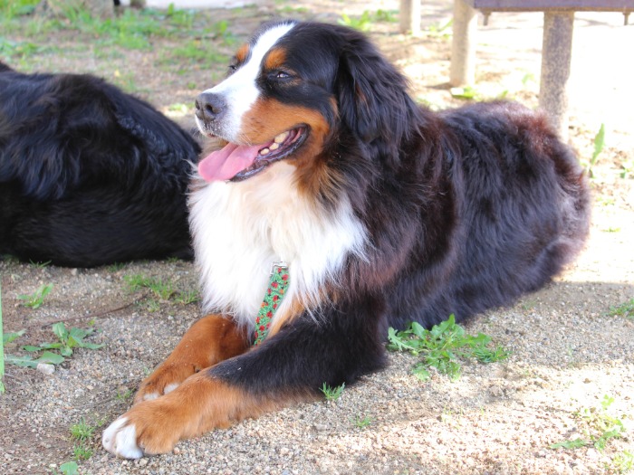 保護された元繁殖犬 やさしい家族と先住犬に出会い、新しい一歩 sippo(シッポ)