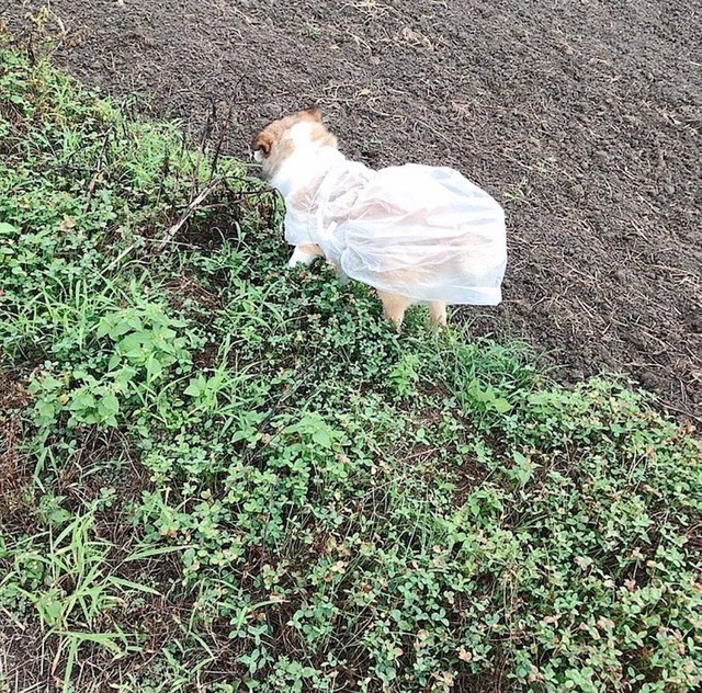 初めてカッパを着た犬さん 僕 イケてる 鏡に映った自分を見つめる姿に 絶対自分のこと可愛い って思ってる まいどなニュース 初めてカッパを着た犬さん 僕 イケてる 鏡に映った自分を見つめる姿に 絶対自分のこと可愛い って思ってる まいどなニュース