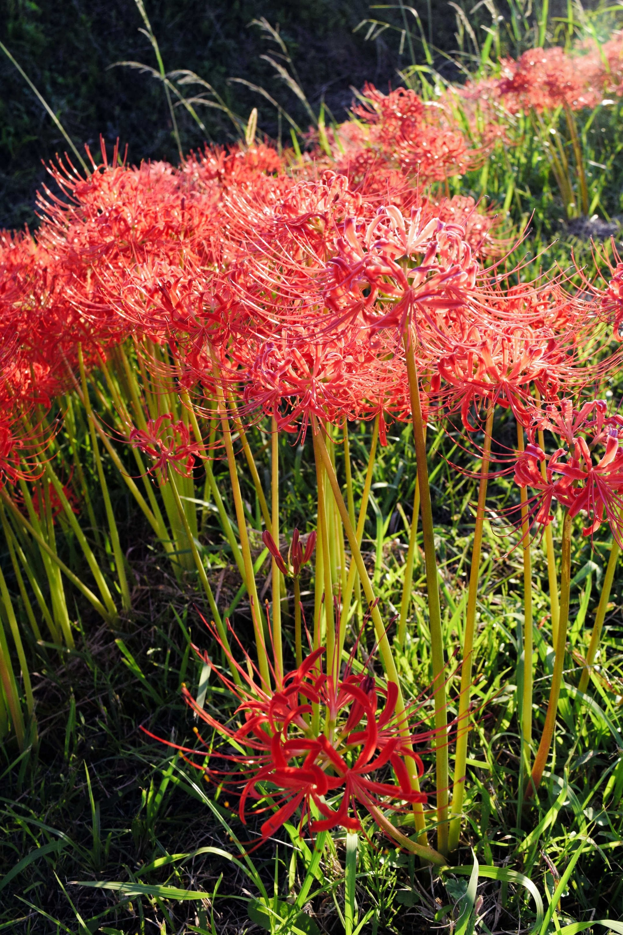 彼岸花にまつわる不思議な伝説 猛毒で小動物を駆除するため土葬で活用 尼寺では男性の侵入防止など よろず ニュース