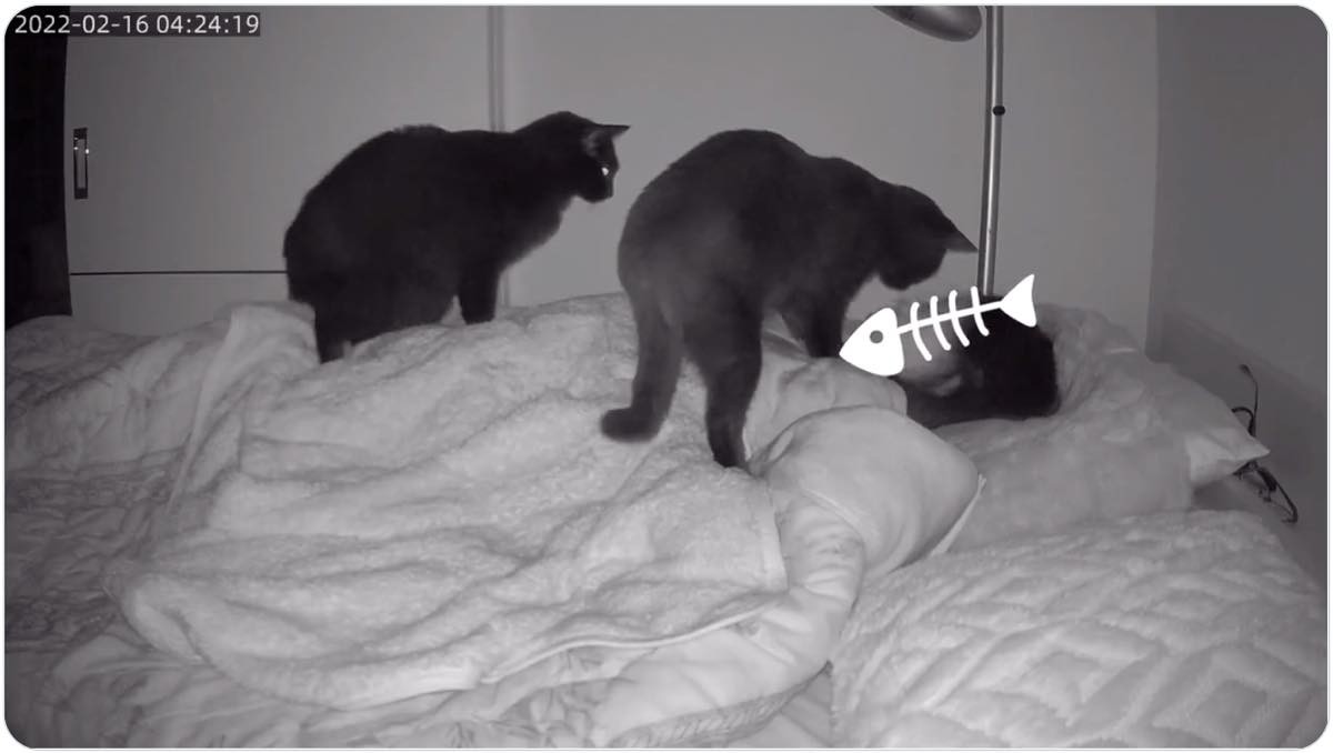 寝ていた飼い主衝撃 こんなにズカズカ上に乗られてたのか 午前4時 猫たちの 大胆な行動 が話題に まいどなニュース