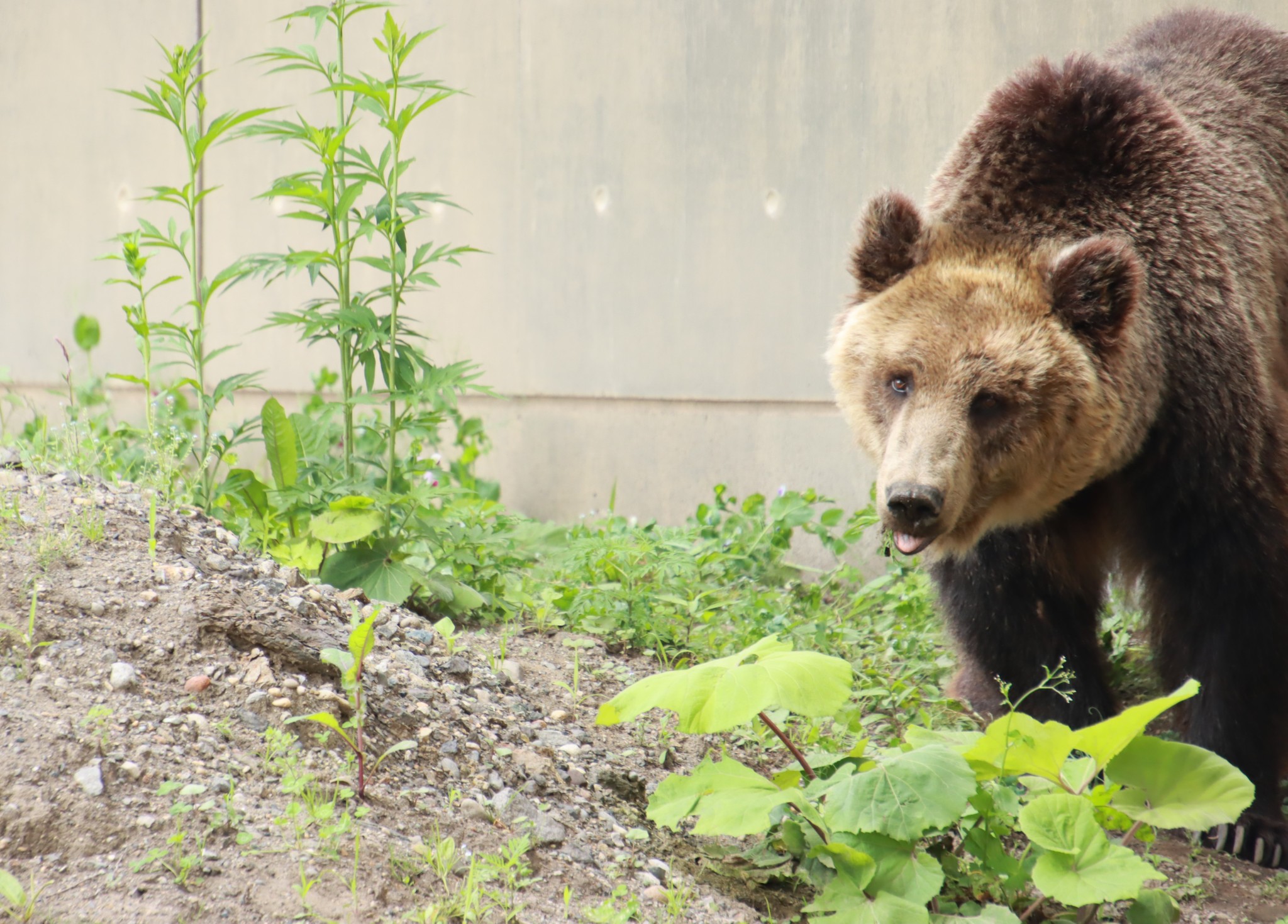 予報 ダブル 狂人 かっこいい ヒグマ 多くの危険がある状況 皿 平らにする