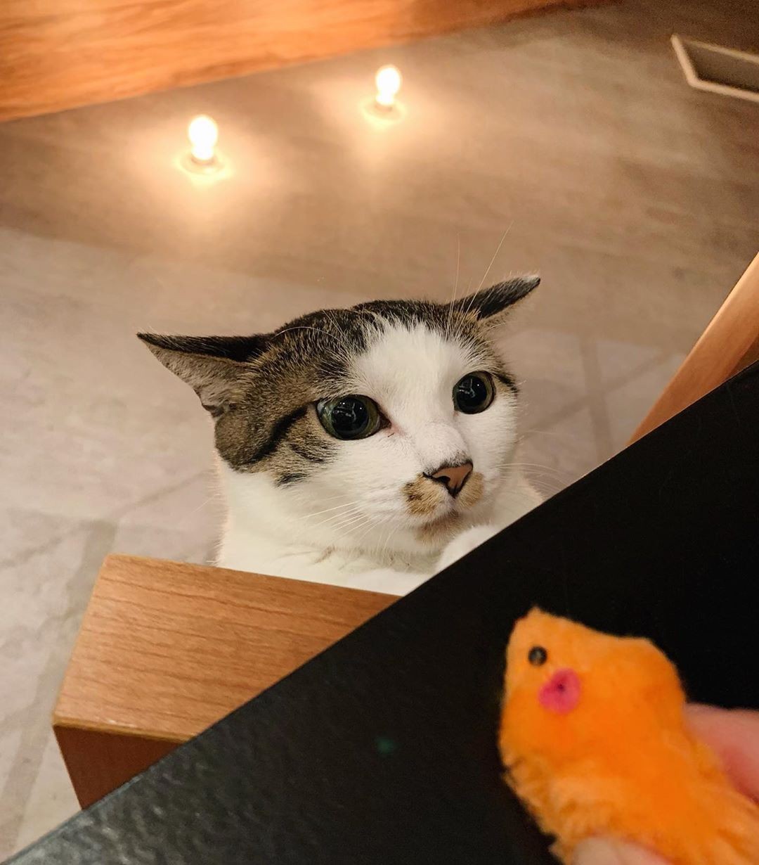 あっ 危ない 信号待ちで停車すると 前方車のタイヤ横に子猫を発見 この子と出会う運命だった まいどなニュース