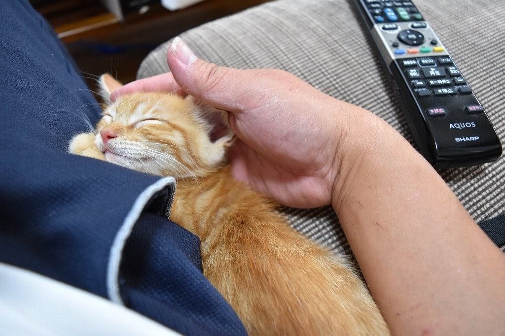 夫婦喧嘩をしているとニャアニャア鳴いて仲裁する猫 勤務先のゴルフ場 