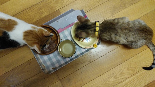 お家に2匹目の猫を迎える時には気をつけて 出会いがストレスになることも 14歳 チャピちゃんの場合は まいどなニュース
