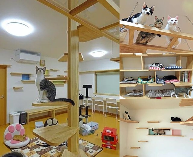 あまりにもギュッとなってた猫の寝顔が話題 笑いが止まりません 最高の顔ですね ネット爆笑 まいどなニュース