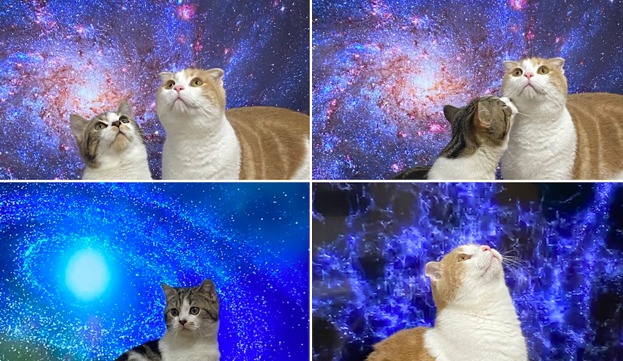 テレビの前で邪魔する猫を 宇宙猫にしました 飼い主のささやかな抵抗だが 猫さんは まいどなニュース