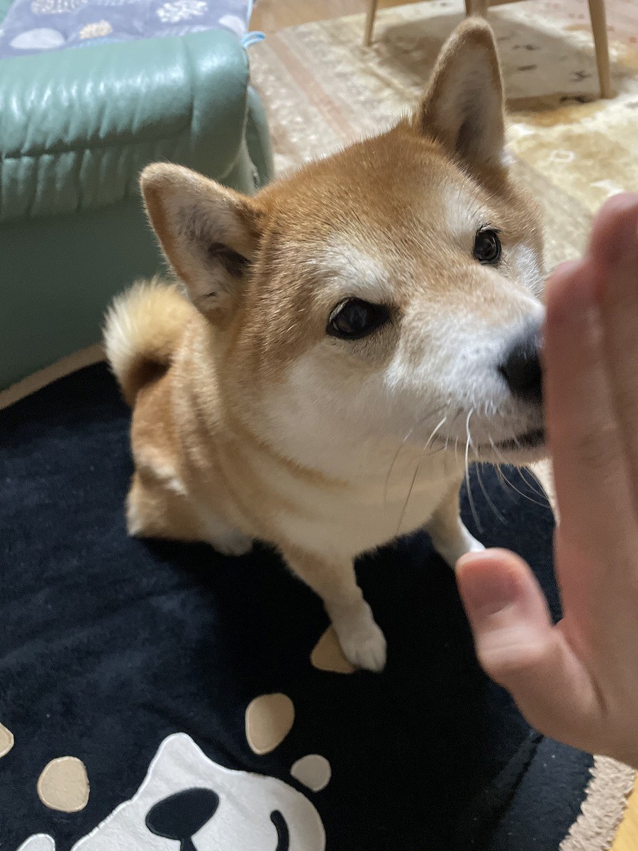 昼下がりの柴犬 飼い主さんに撫でてもらい眠る姿に癒される 犬として最高の幸せを味わってる まいどなニュース