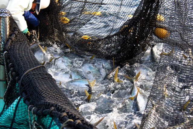 高知县·室户岬迎来鰤鱼丰收的春天 捕捞呈沸腾之势(视频)