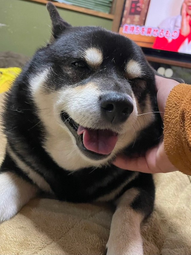 世界中に見せたい柴犬の 幸せな気持ちになる 動画が話題 平和そうな 柴犬の笑顔にほっこり まいどなニュース