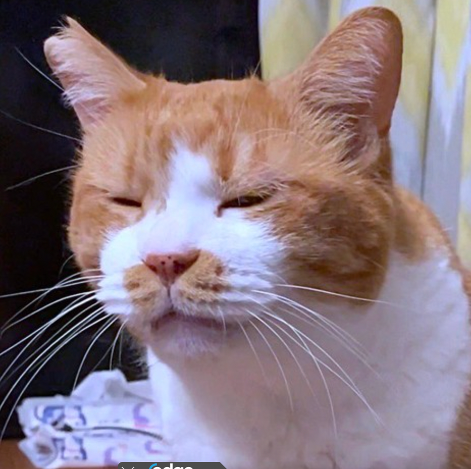 かまいたち濱家さん似の猫が話題 目を細める表情がそっくり 濱家さん猫顔やったんやね 実はグルーミング中でした まいどなニュース