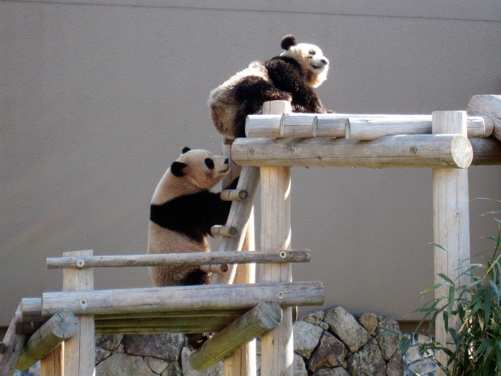 パンダ双子誕生で気になる上野動物園 子育て 舞台裏 2匹とも確実に育てる秘策は 入れ替え戦法 まいどなニュース