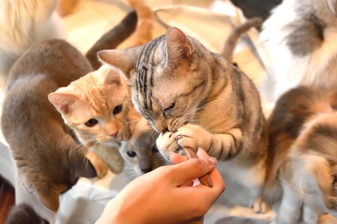 「猫キャスト」をモフる　癒しを求める「おひとり様専門店」も…＜猫カフェ編＞
