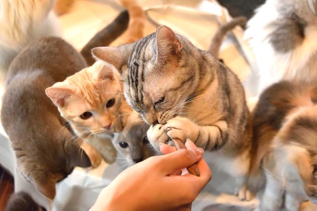 猫キャスト をモフる 癒しを求める おひとり様専門店 も 猫カフェ編 まいどなニュース